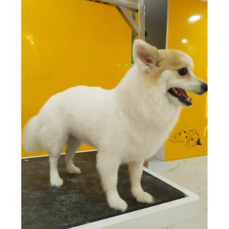 Spitz after grooming